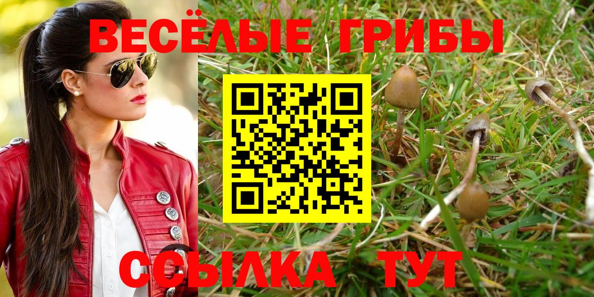 Псилоцибиновые грибы Psilocybe Находка